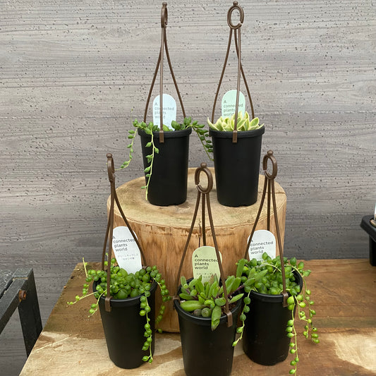 多肉植物　5個セット　アコプラ仕立て