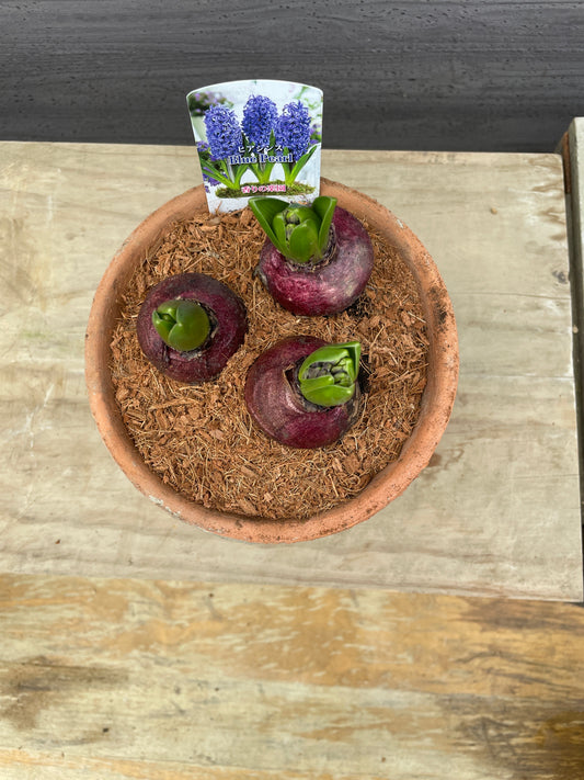 ヒアシンス　ブルーパール　キューポット