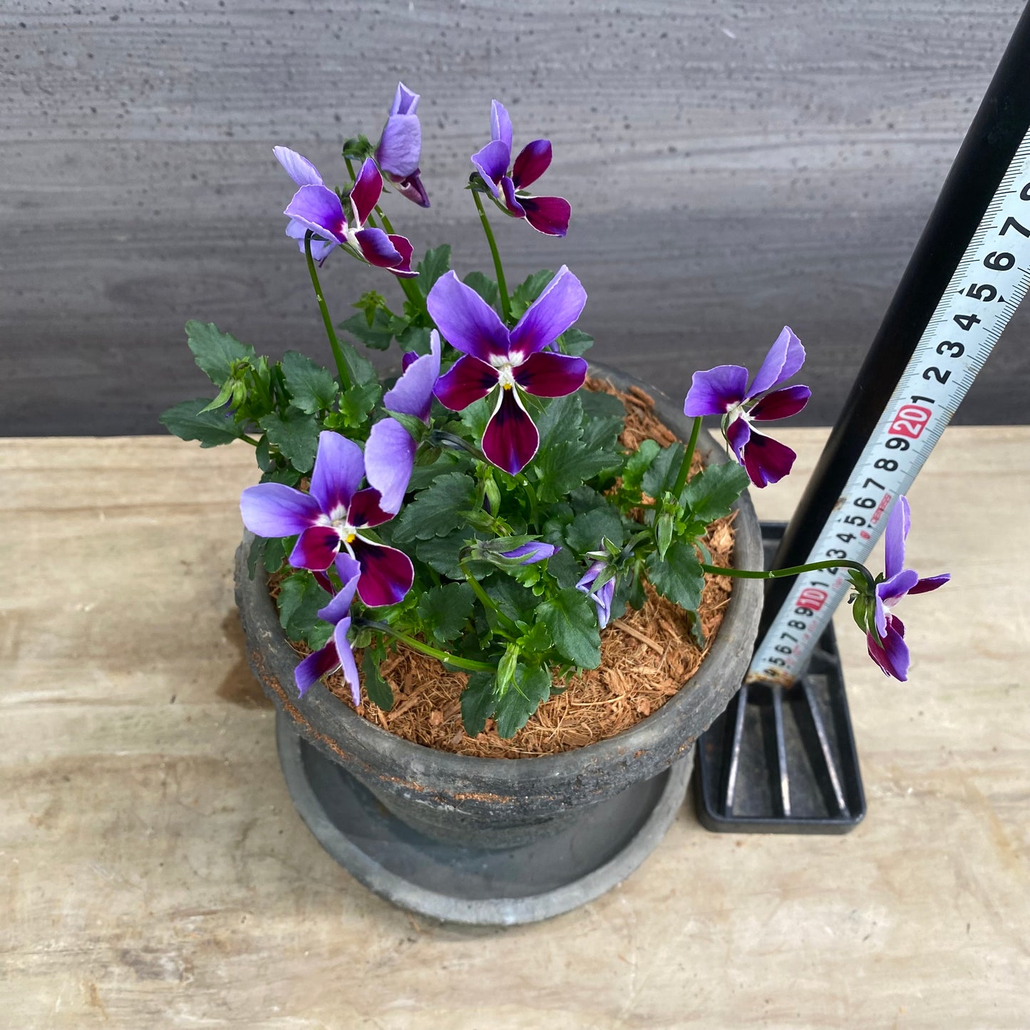 寄せ植えH　キューガーデンポット