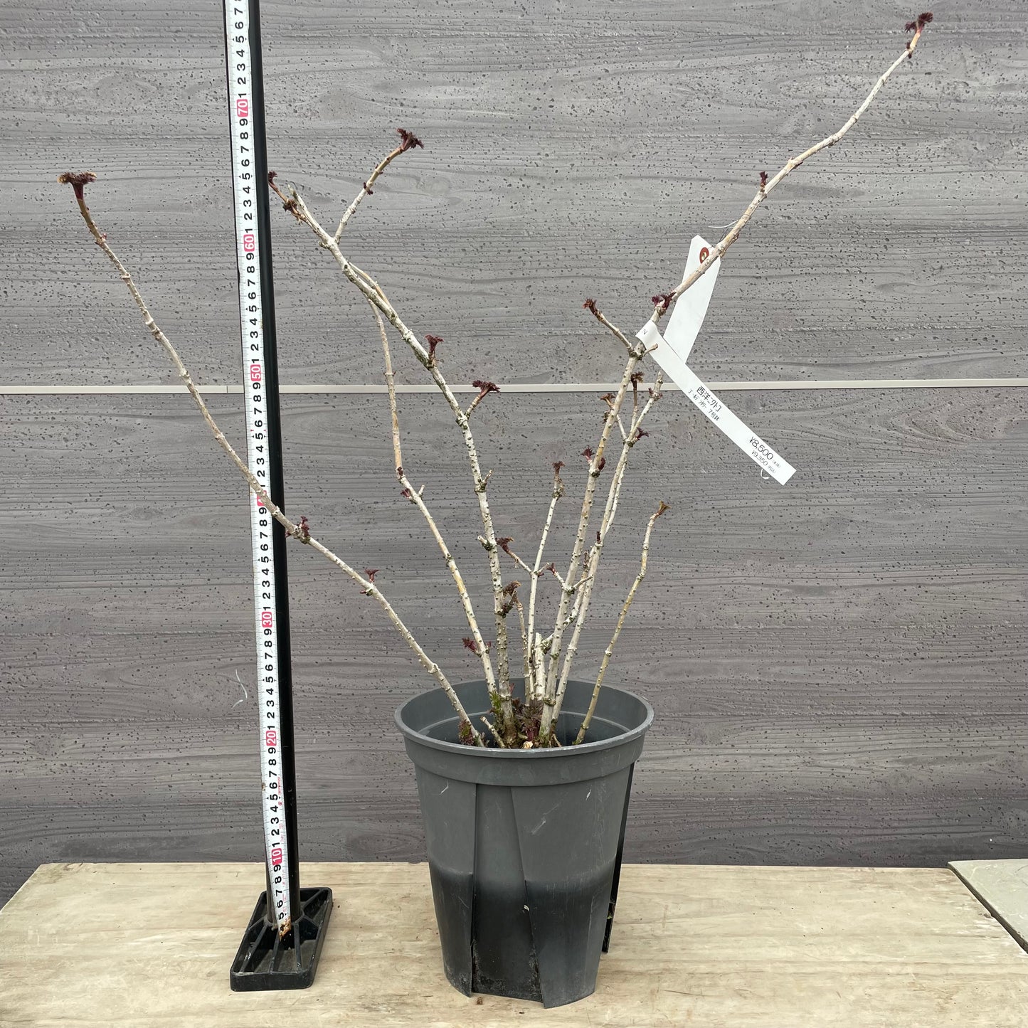 No.13002　サンブカス　ゴールデンタワー　7号鉢