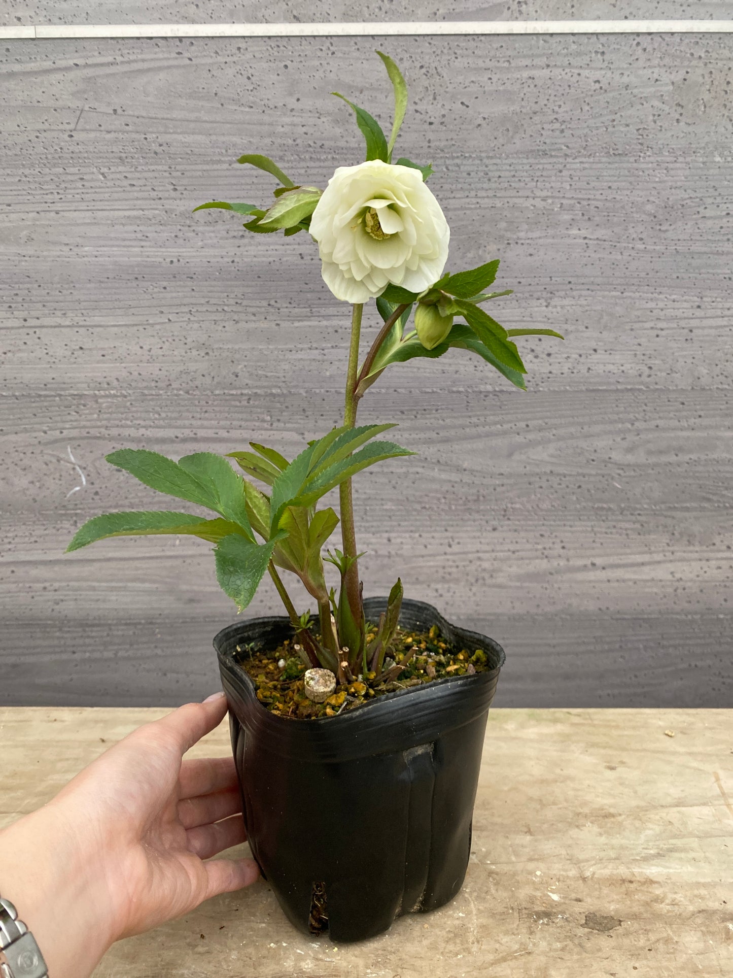 No.05143　横山園芸★クリスマスローズ　プリマドレス　5号苗ポット