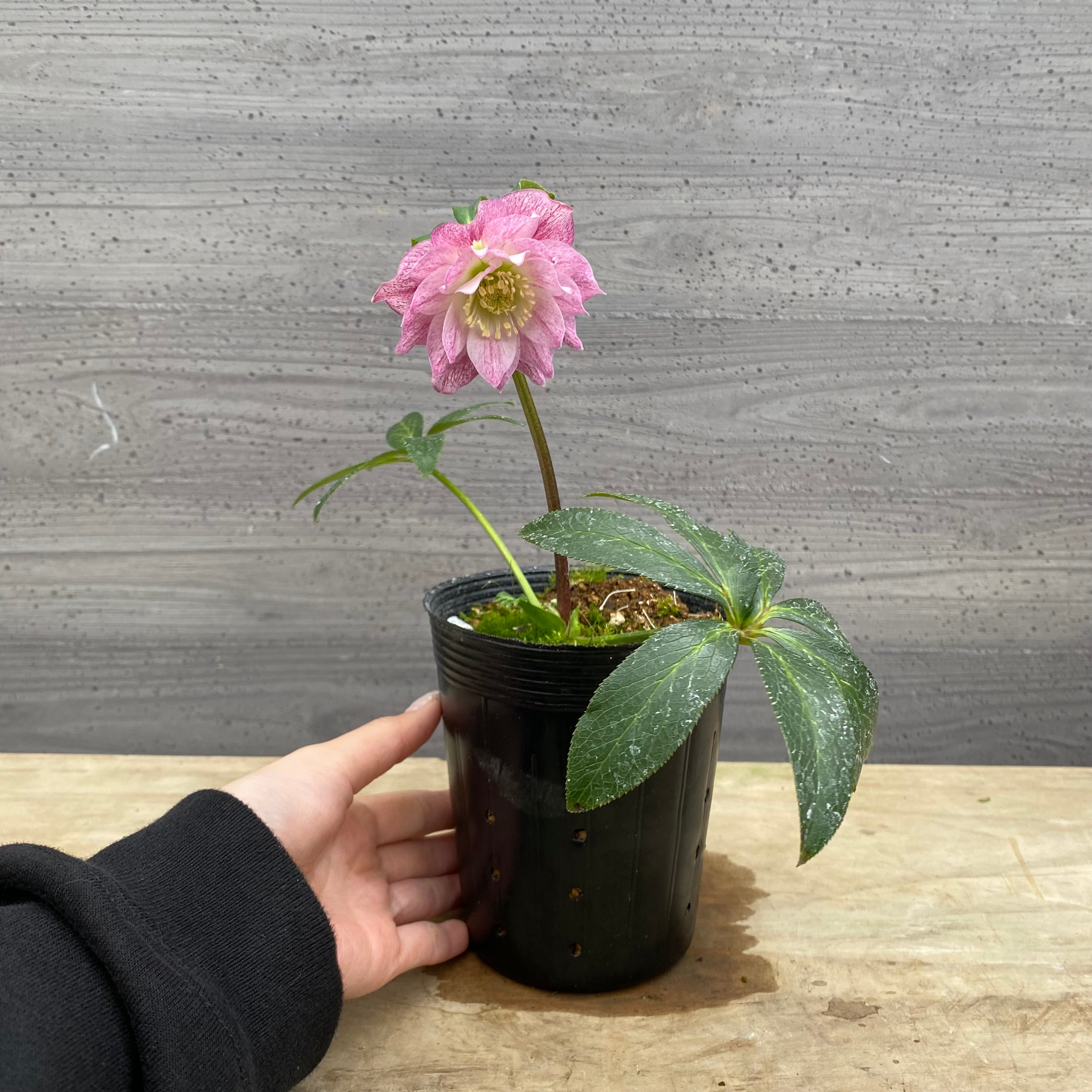 即売会 No.27098 クリスマスローズ ダブル咲き 3.5号苗ポット – 植物家族