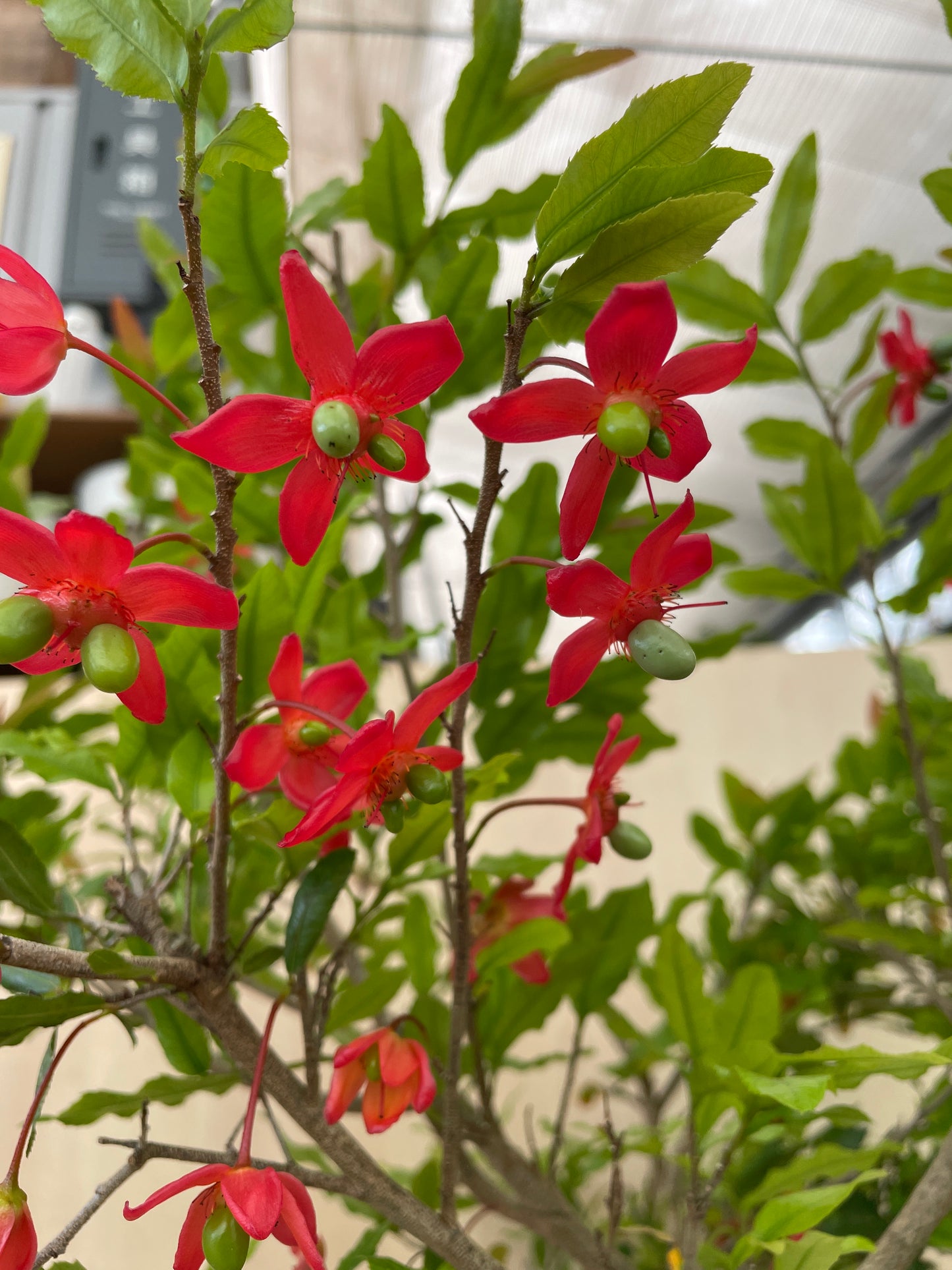 No.17002　ミッキーマウスツリー　オクナセルラータ　7号鉢