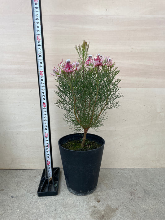 M76　ジョーイセルリア　カルメン　5号鉢