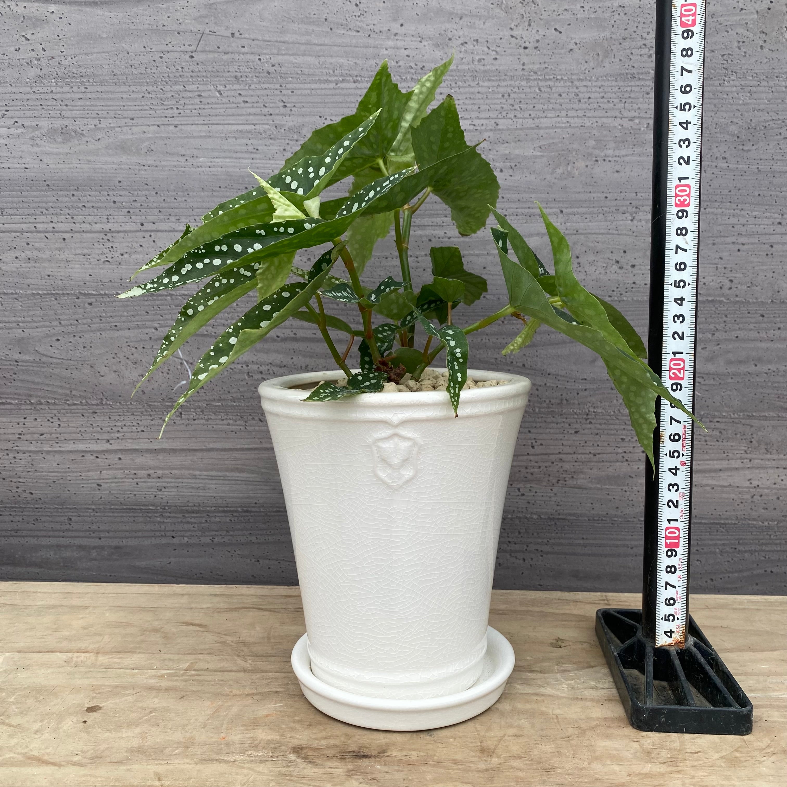 Pickup 全ての商品 – 植物家族