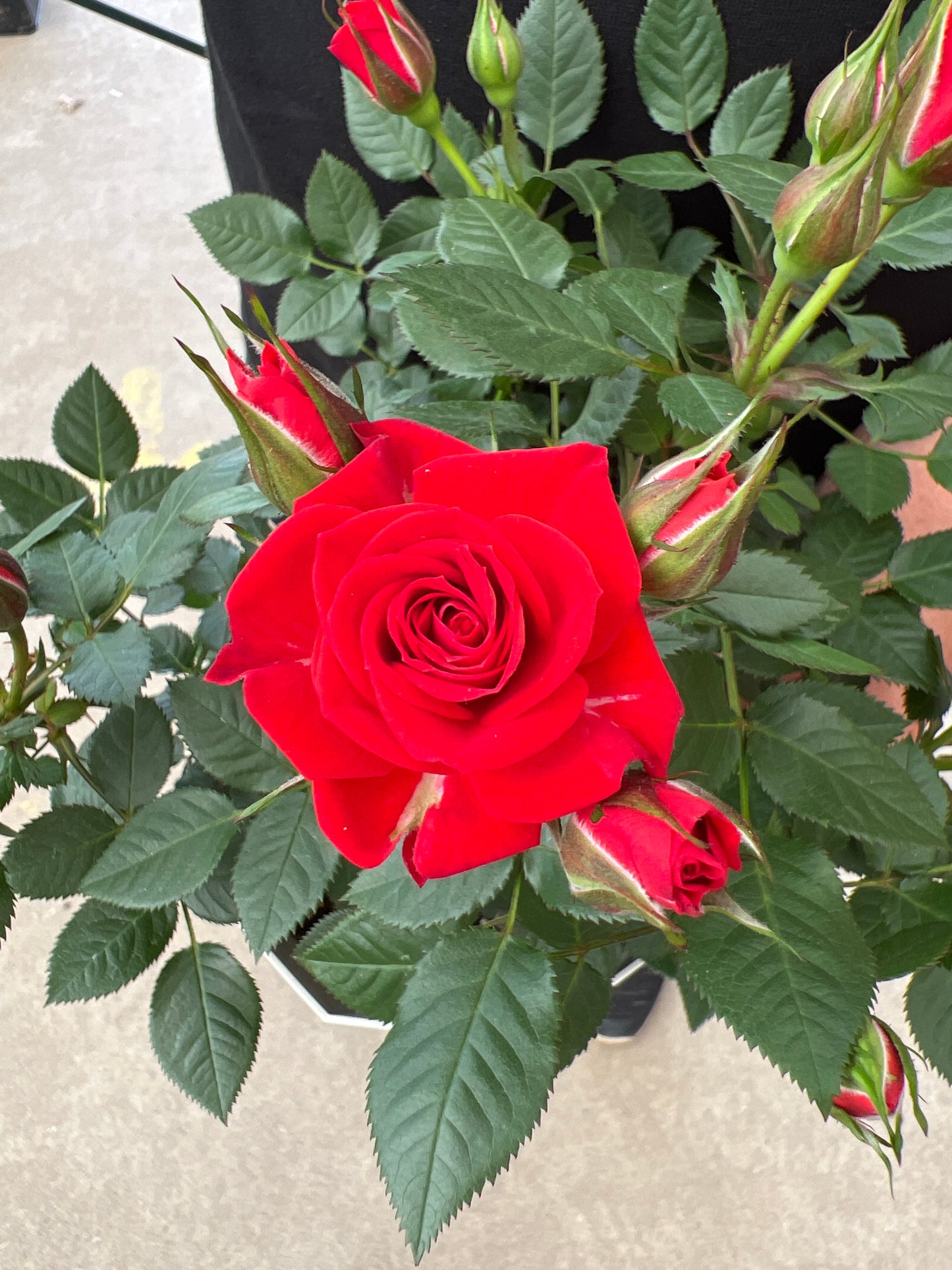 即売会SALE　No.28004　ミニバラ　スウィートガール　5号鉢　バッグ付き