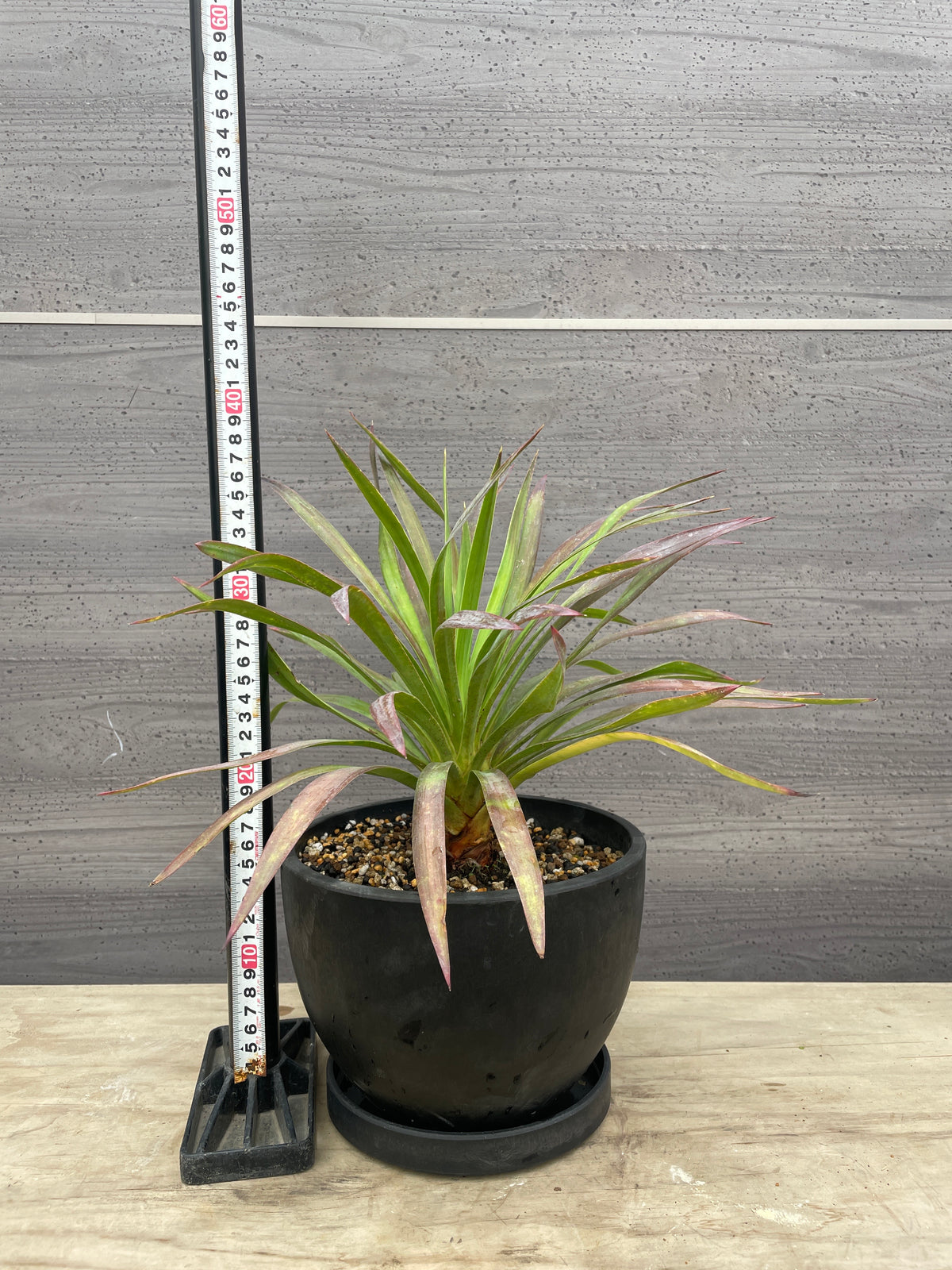 No.08050　ユッカ　デスメティアーナ　硬質ポット　受皿付き