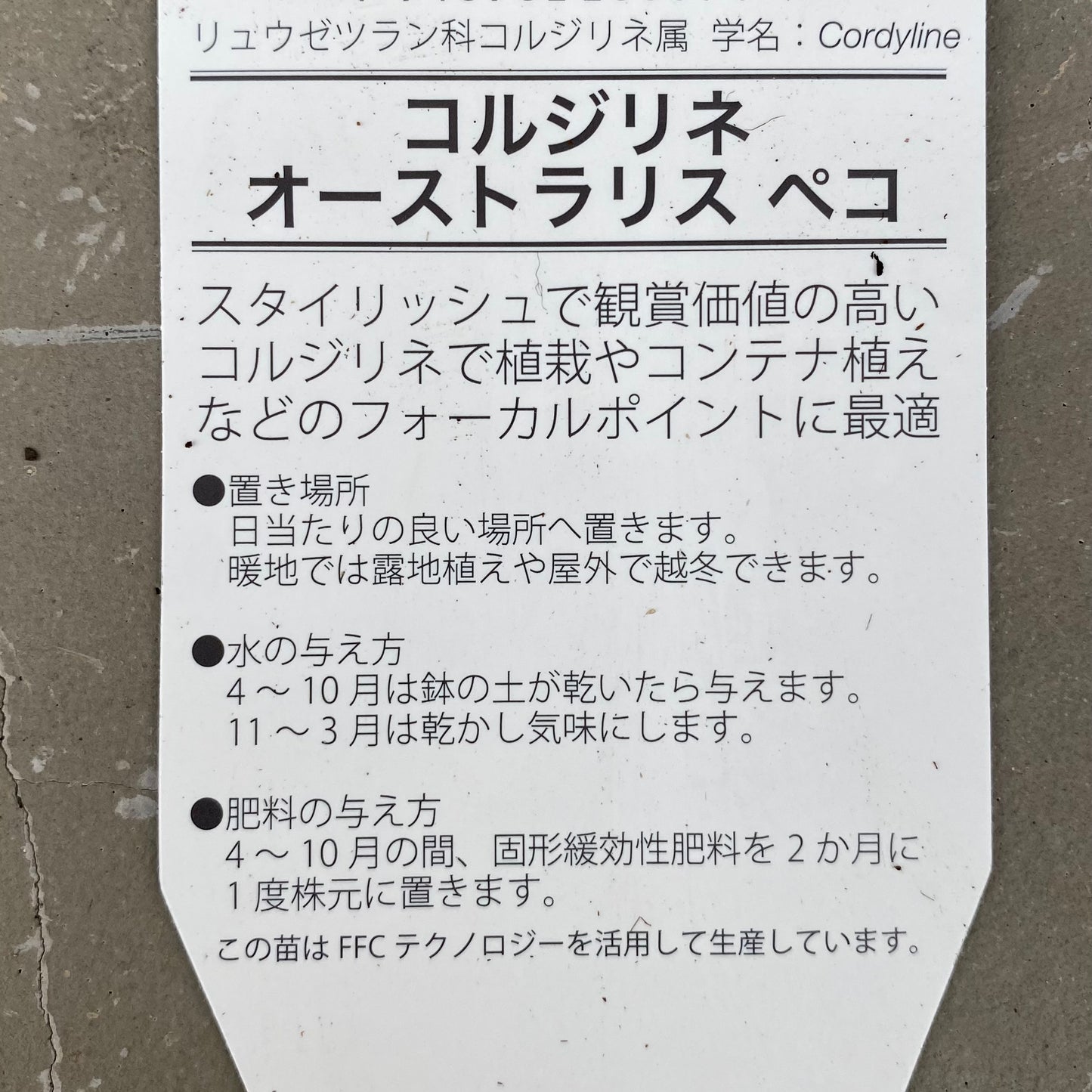 ★オージープランツ★　コルジリネ　オーストラリスペコ　8号　