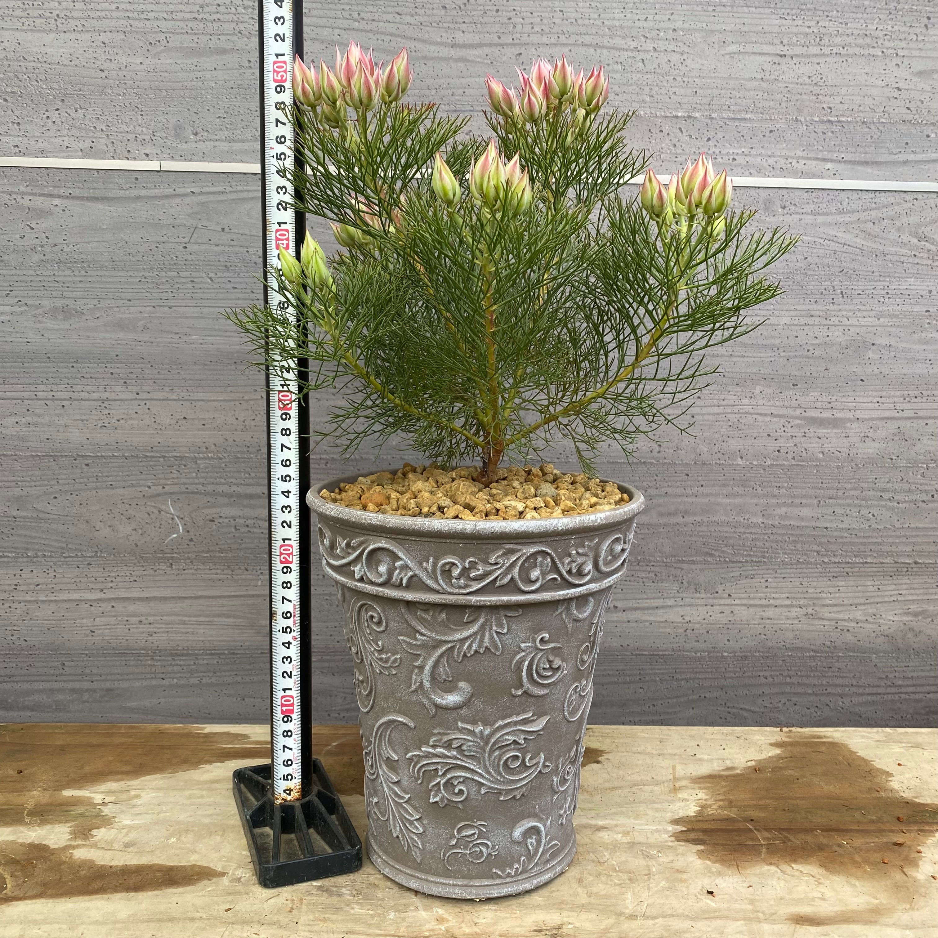 No.12023 セルリア プリティピンク グレープラ鉢 – 植物家族