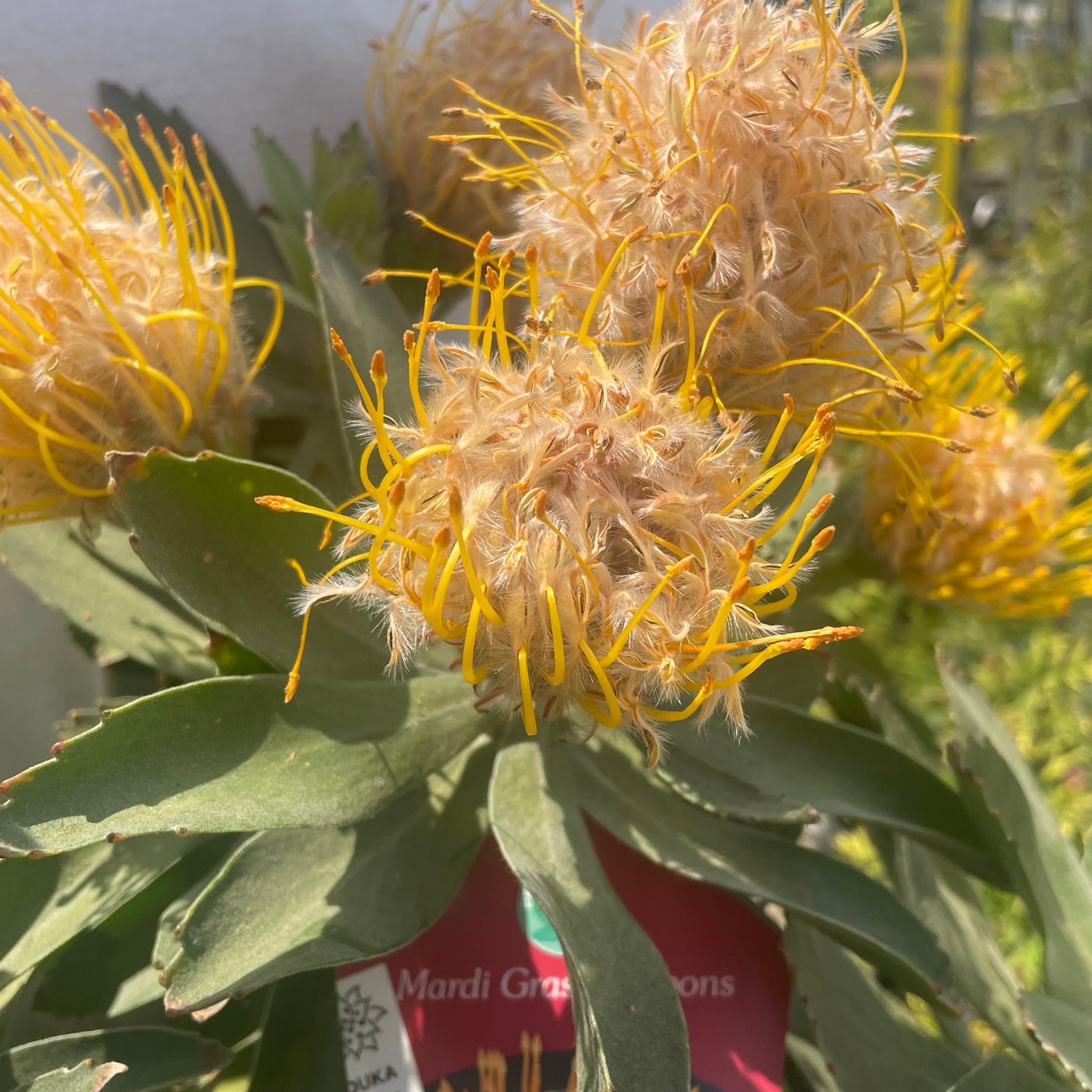 Pickup 全ての商品 – 植物家族