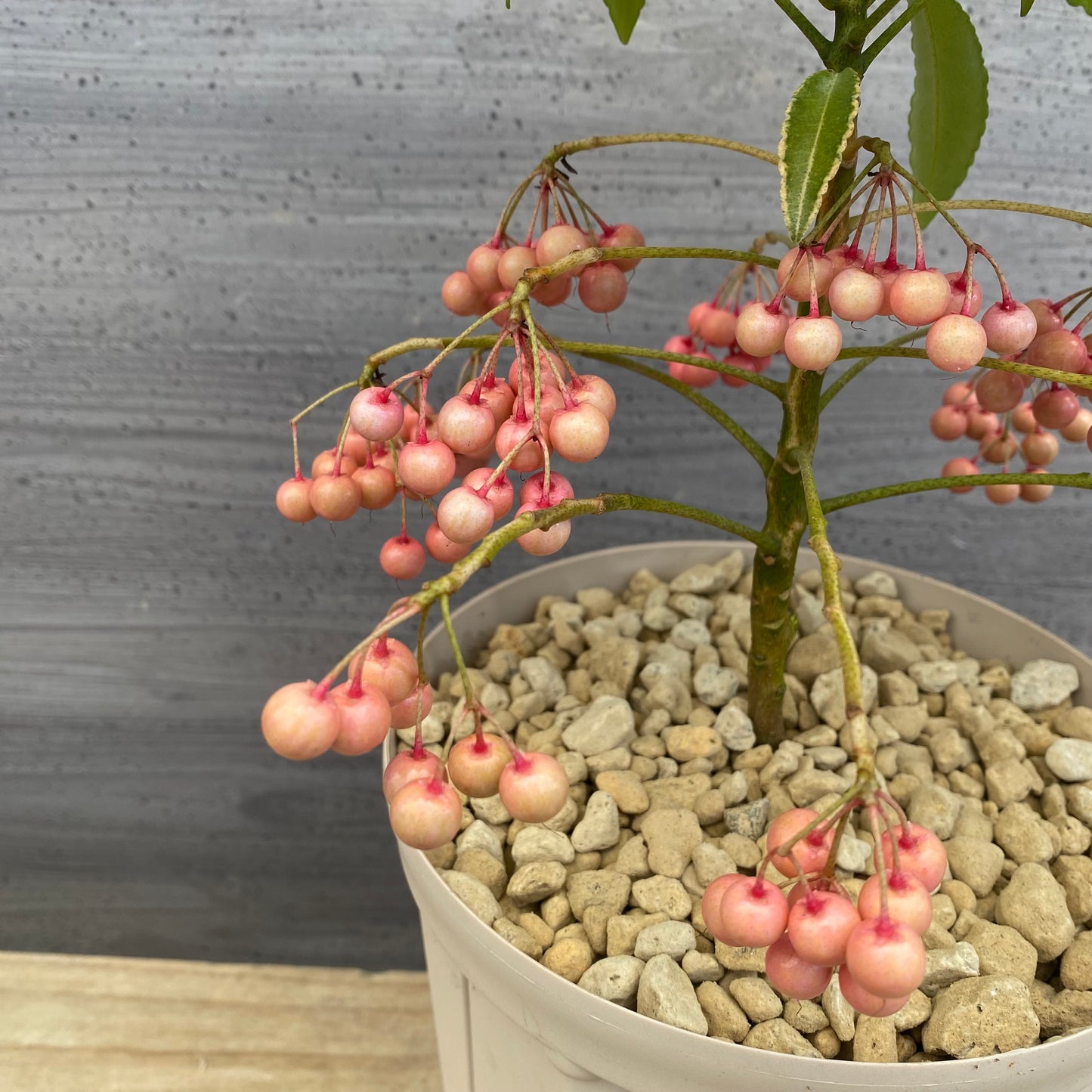 万両　斑入り　6号スリット鉢/オリジナル色