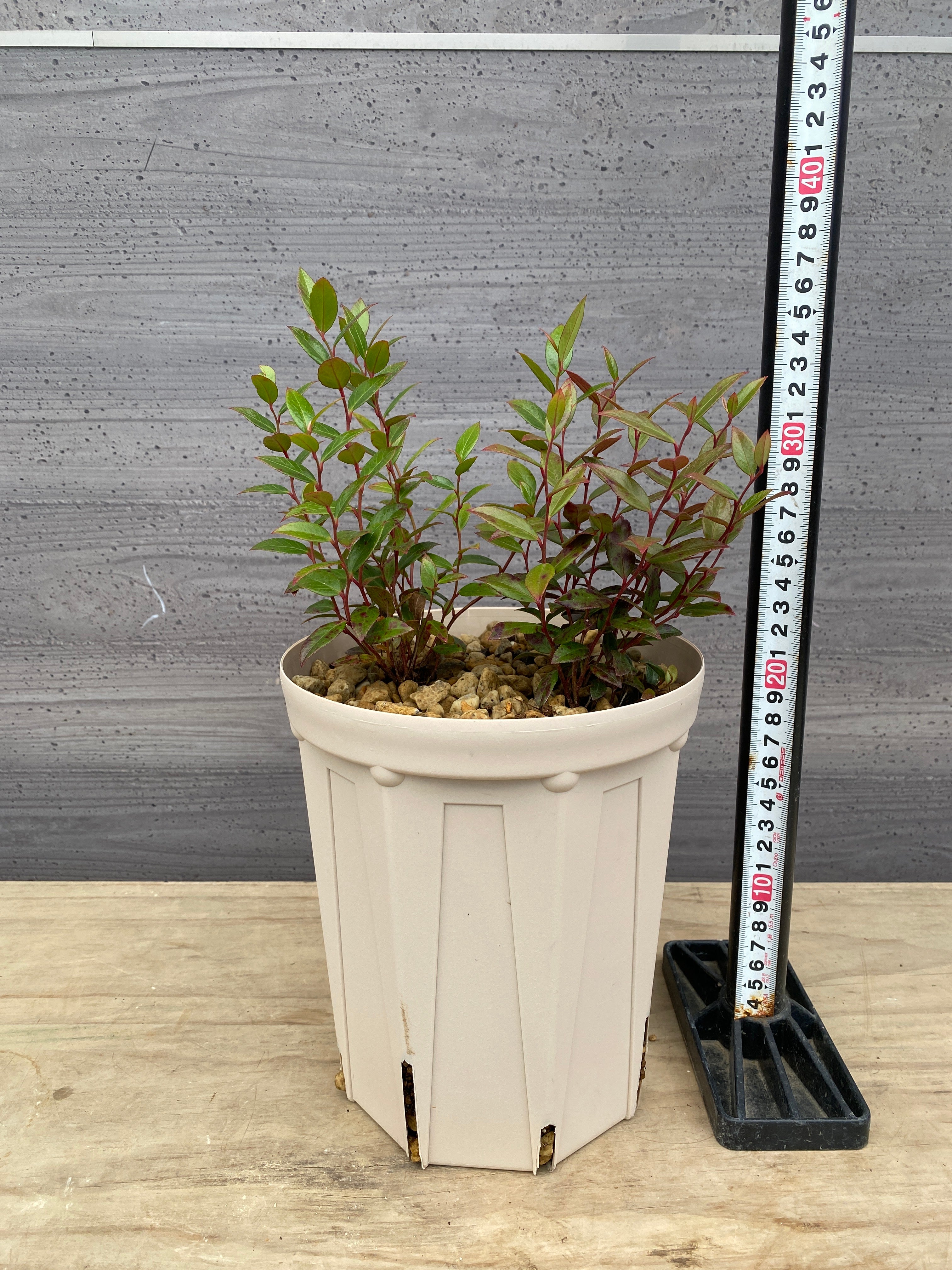 Pickup 全ての商品 – 植物家族