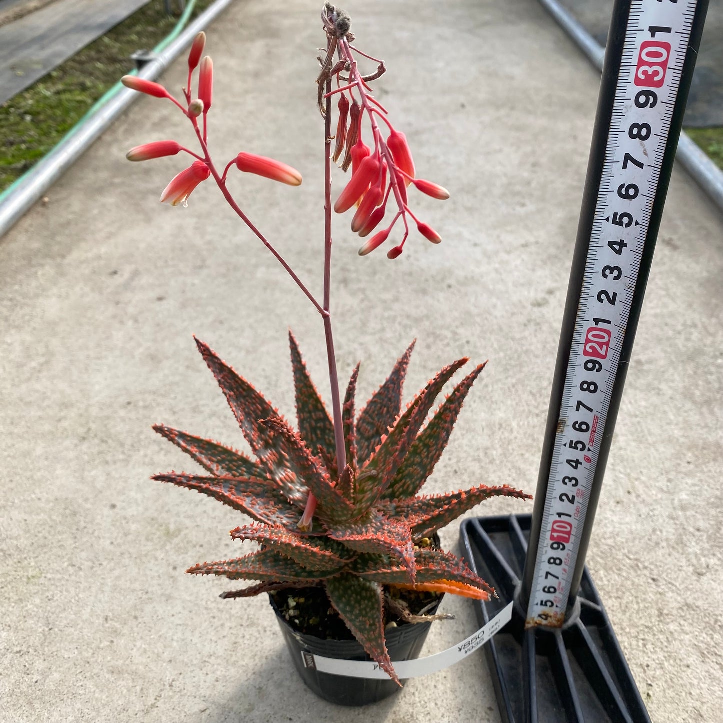 06041　アロエ　A