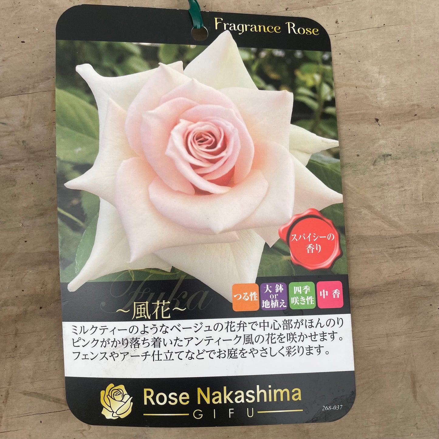 ローズなかしま★フレグランスローズ　風花　5号鉢