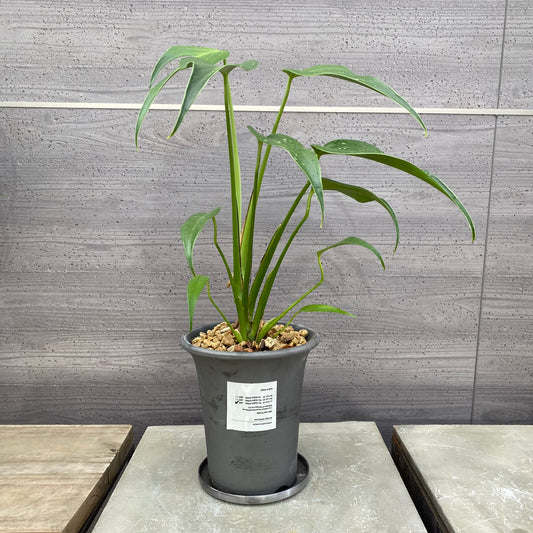 モンステラ　バールマルクスフレイム　SMOKED PLANTER