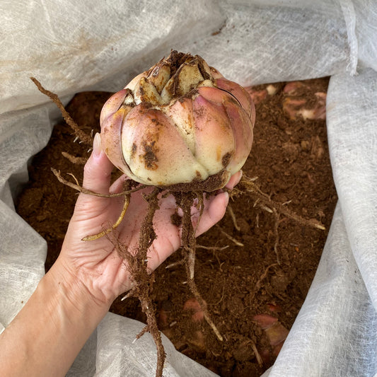 超特大球(茨城県産) ピンクユリ球根(テーブルダンス) 1球