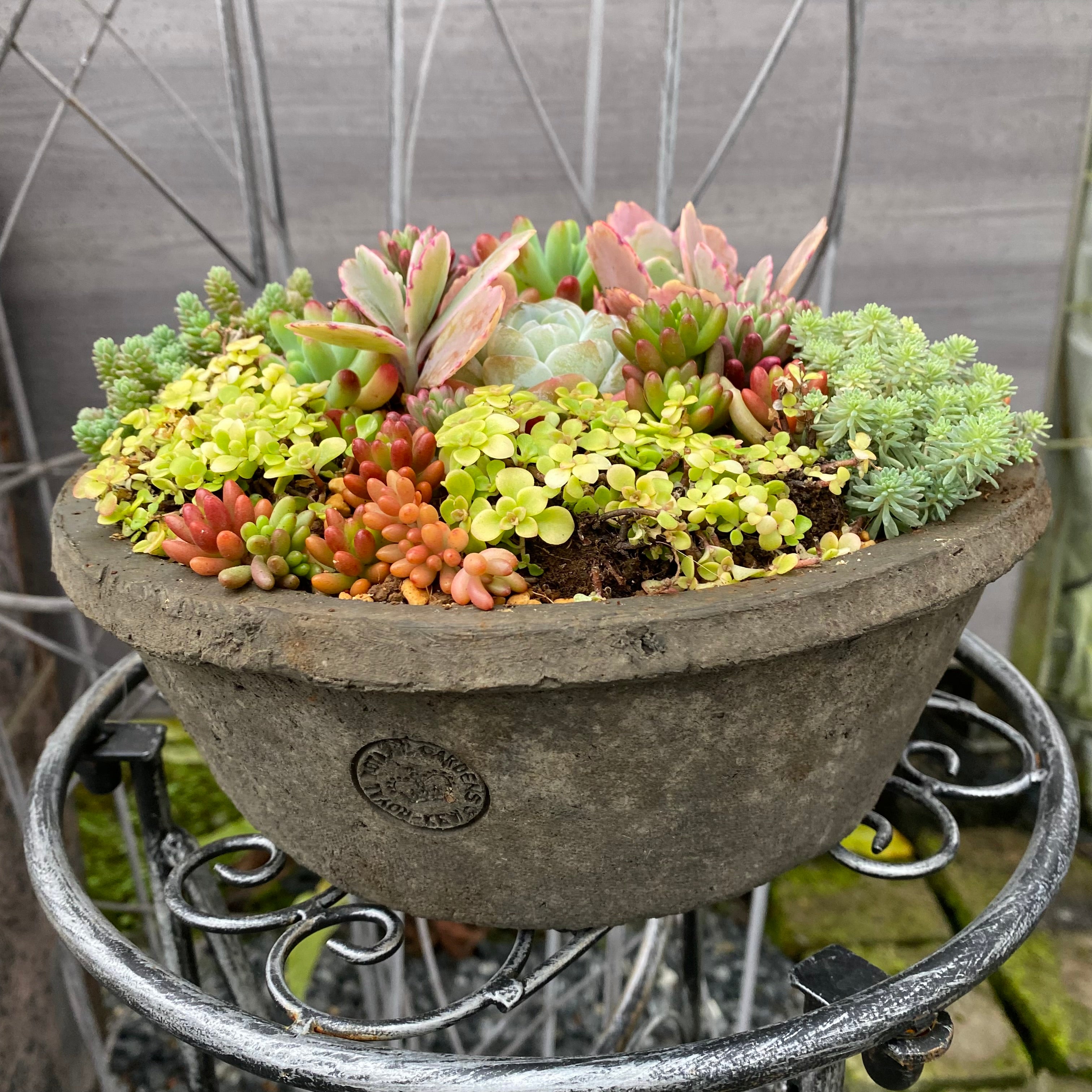 ランカ キューポット グレー S ROYAL BOTANIC GARDENS-KEW- – 植物家族