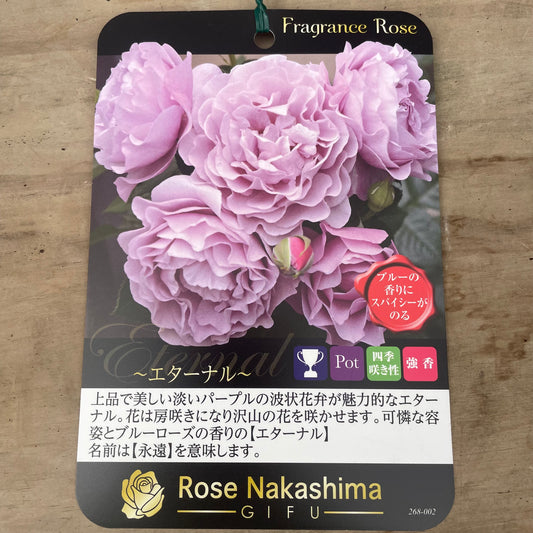 ローズなかしま★フレグランスローズ　エターナル　5号鉢