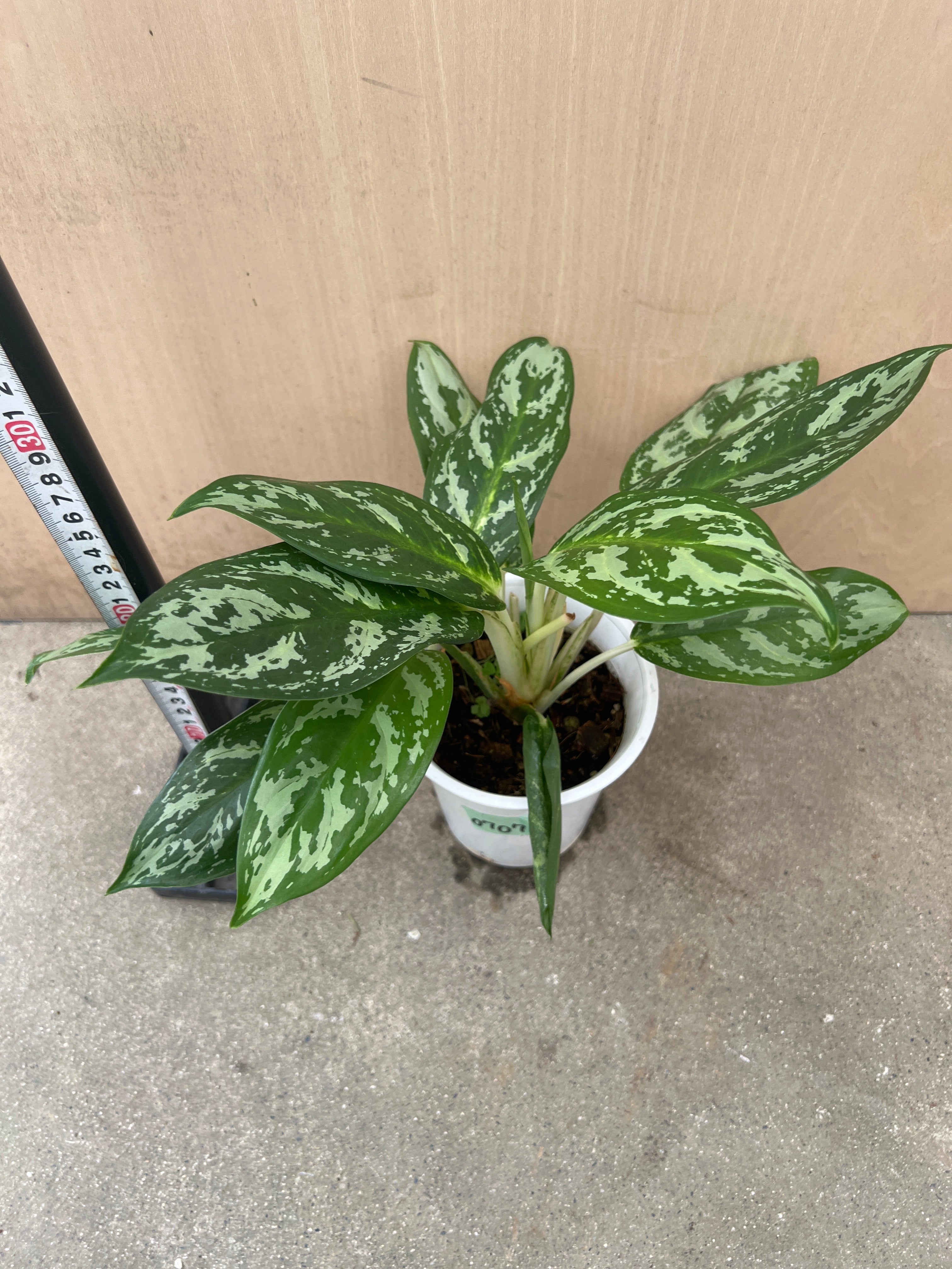 No.07073 アグラオネマ 4号鉢 – 植物家族