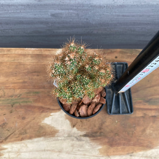 市場仕入れ即売会　No.25056　サボテン接ぎ木B　3号鉢