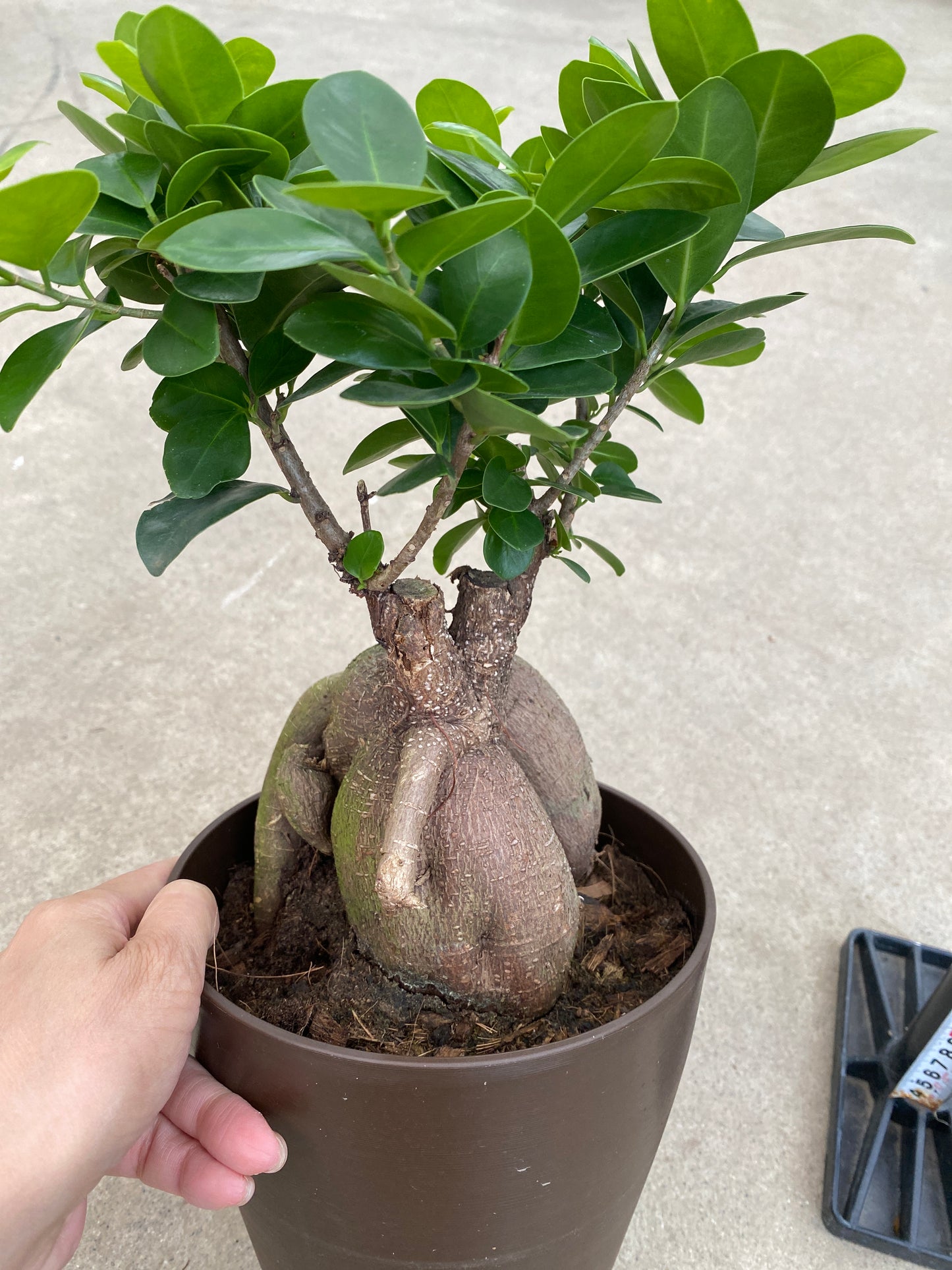 No.28007　ガジュマル　6号鉢