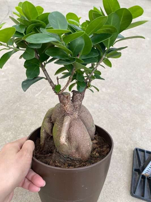 No.28007　ガジュマル　6号鉢