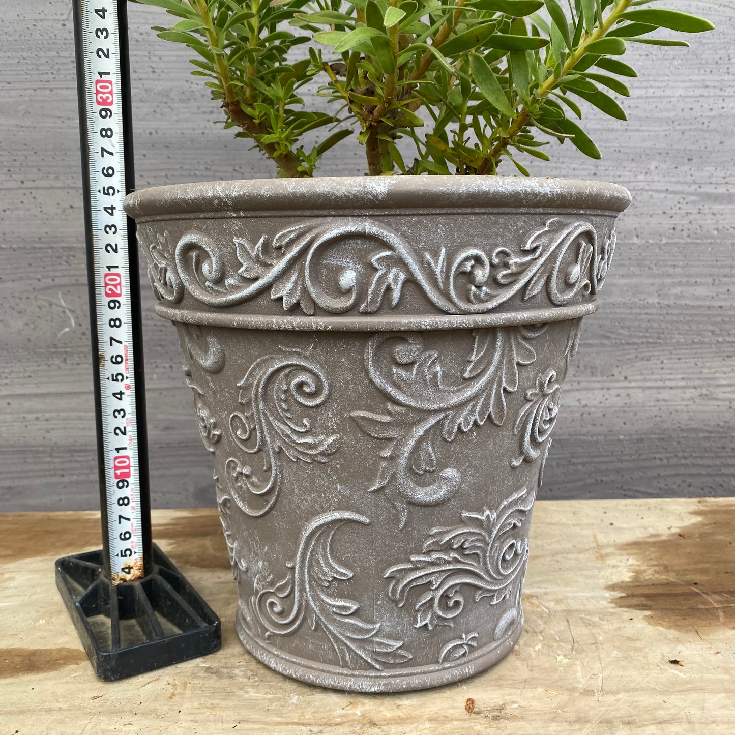 No.12029　ミメティス　クラッカージャックレッド　グレープラ鉢