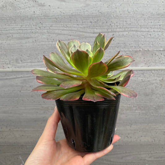 No.08010　アエオニウム　アンナニシキ　3.5号苗ポット
