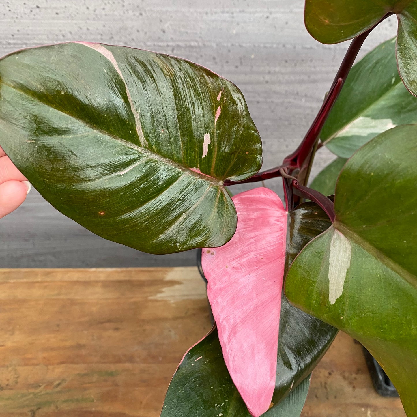 市場仕入れ即売会　No.25032　フィロデンドロン　ピンクプリンセス　3.5号鉢