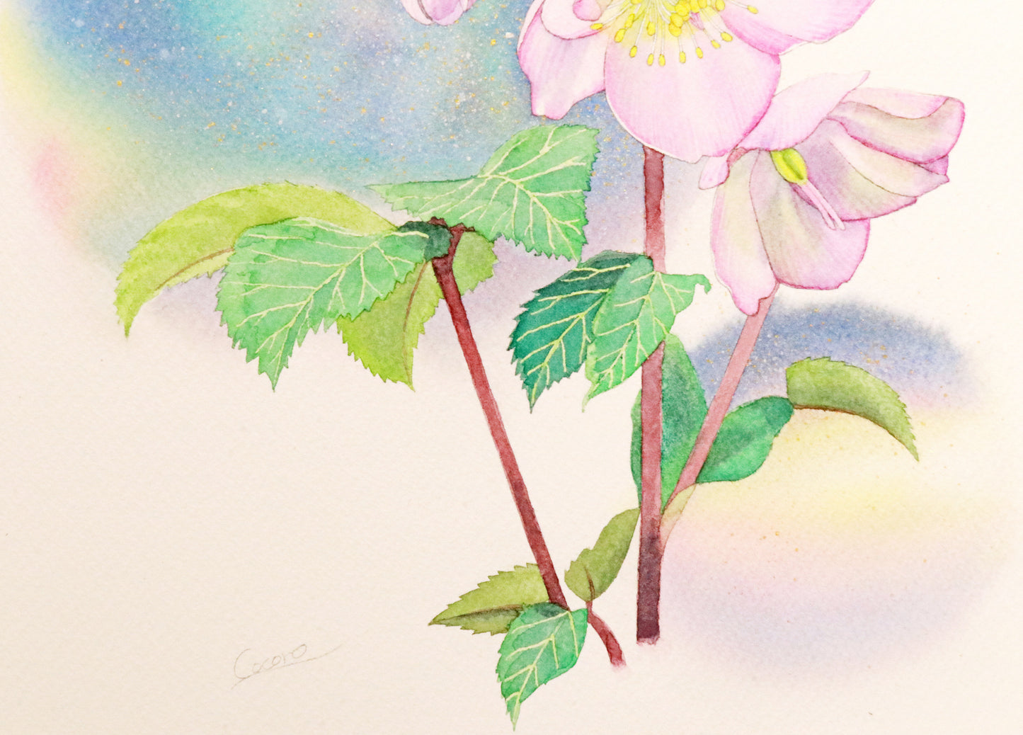 原画★クリスマスローズ　33.3×30cm