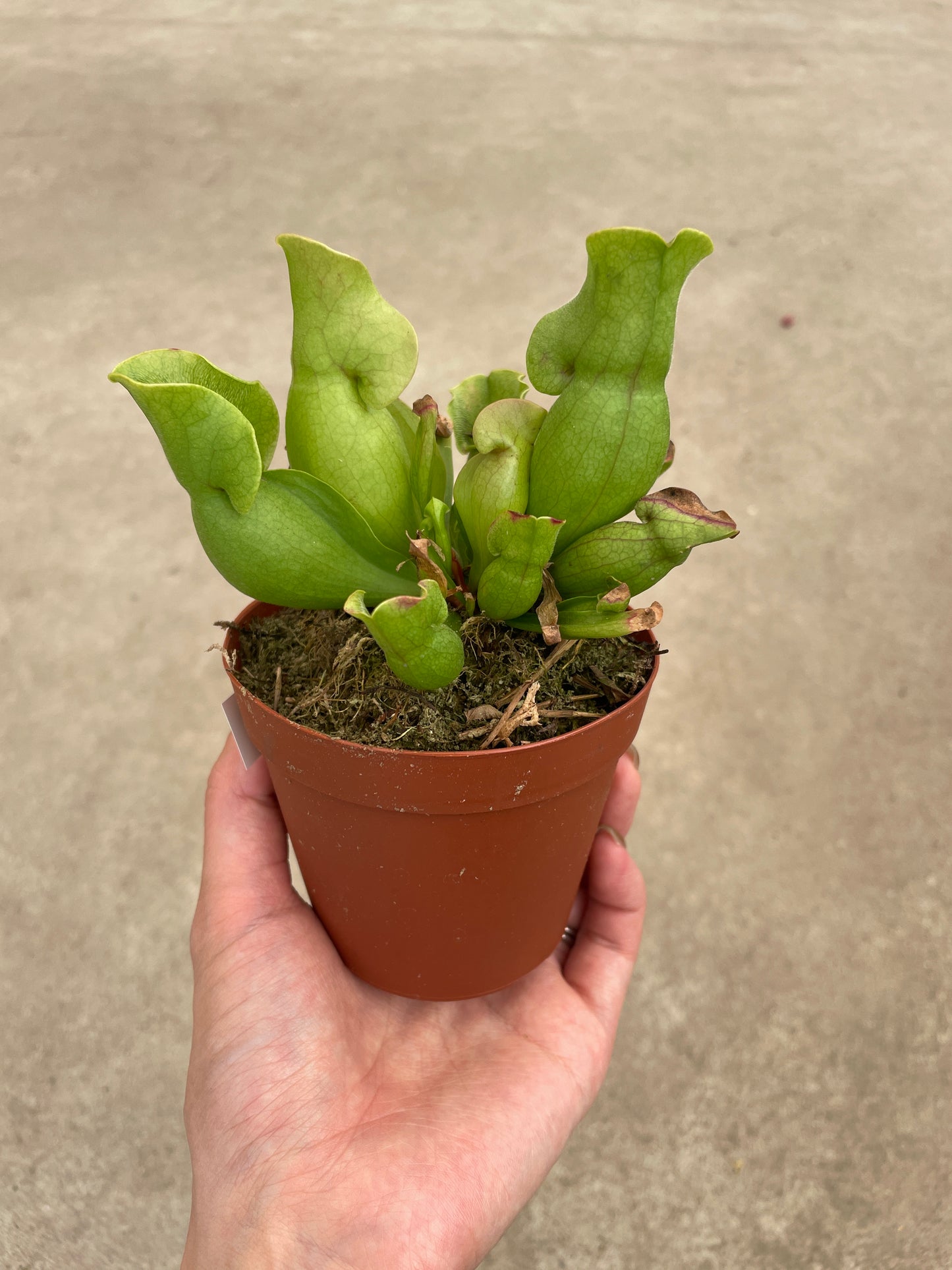 No.17009　サラセニア　3号鉢