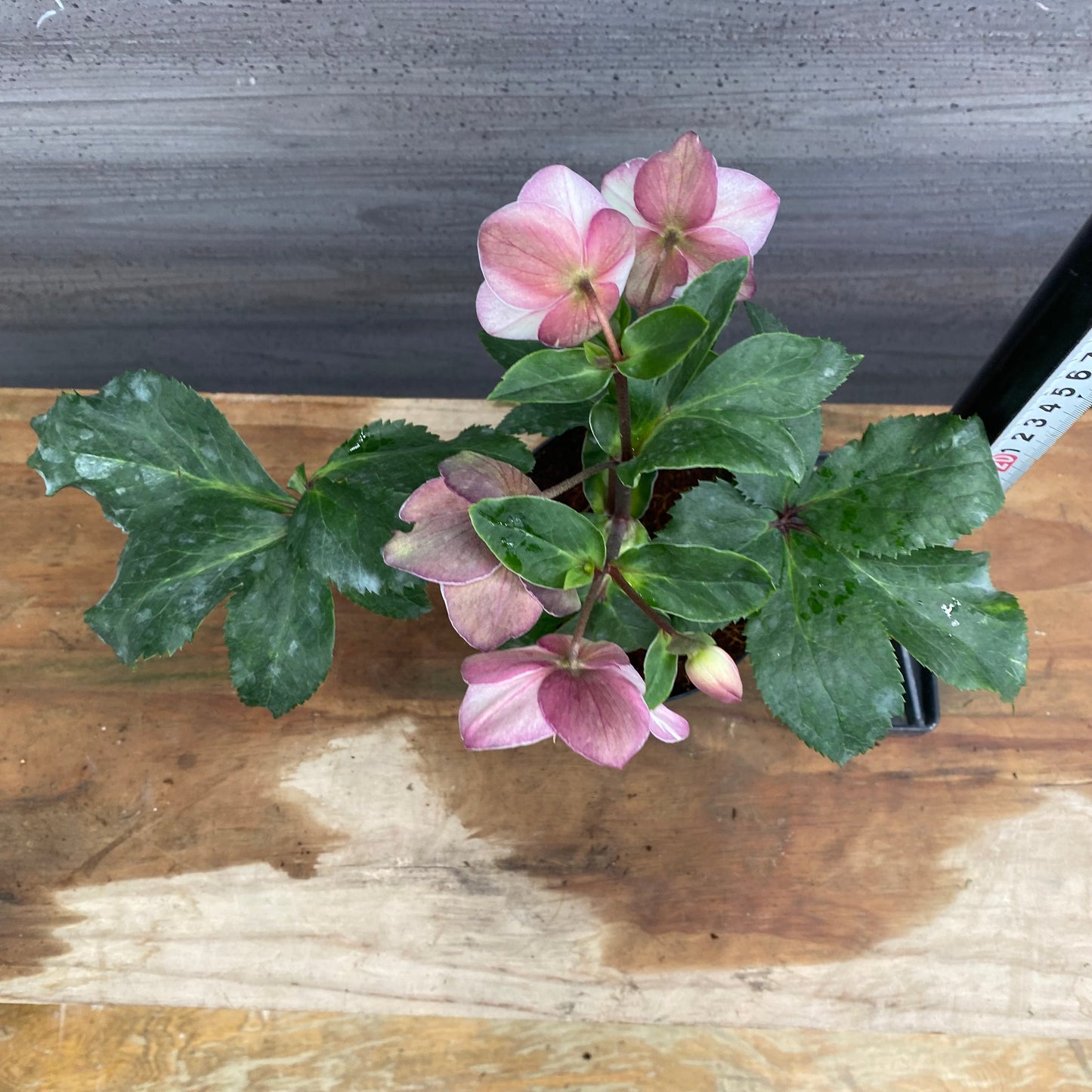 市場仕入れ即売会　No.25089　クリスマスローズ　氷の薔薇　アーリーローズ　4号鉢