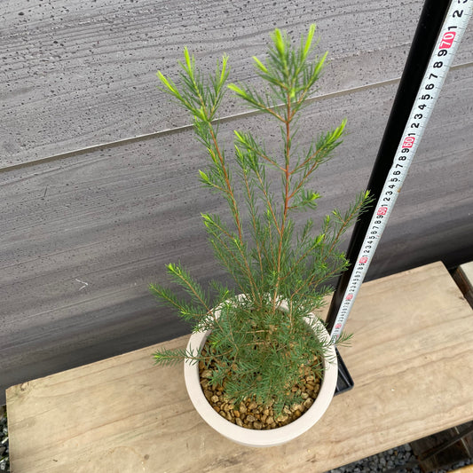 メラレウカ　アルタニフォリア　オリジナルポット