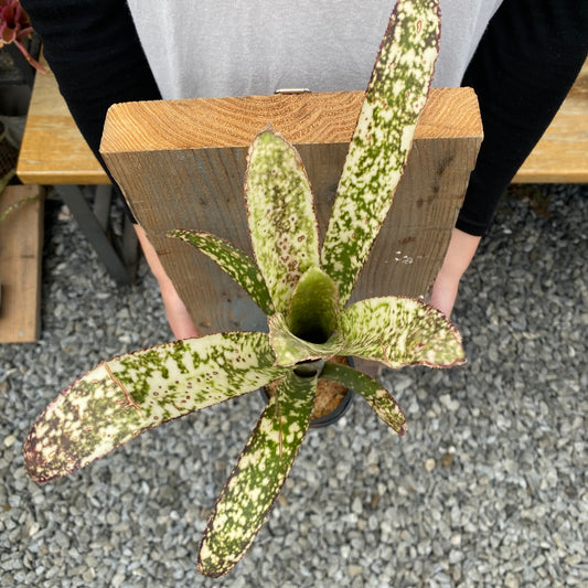 No.26004　ビルベルギア　Casablanca Bromeload　Cultivar Register　足場板仕立て