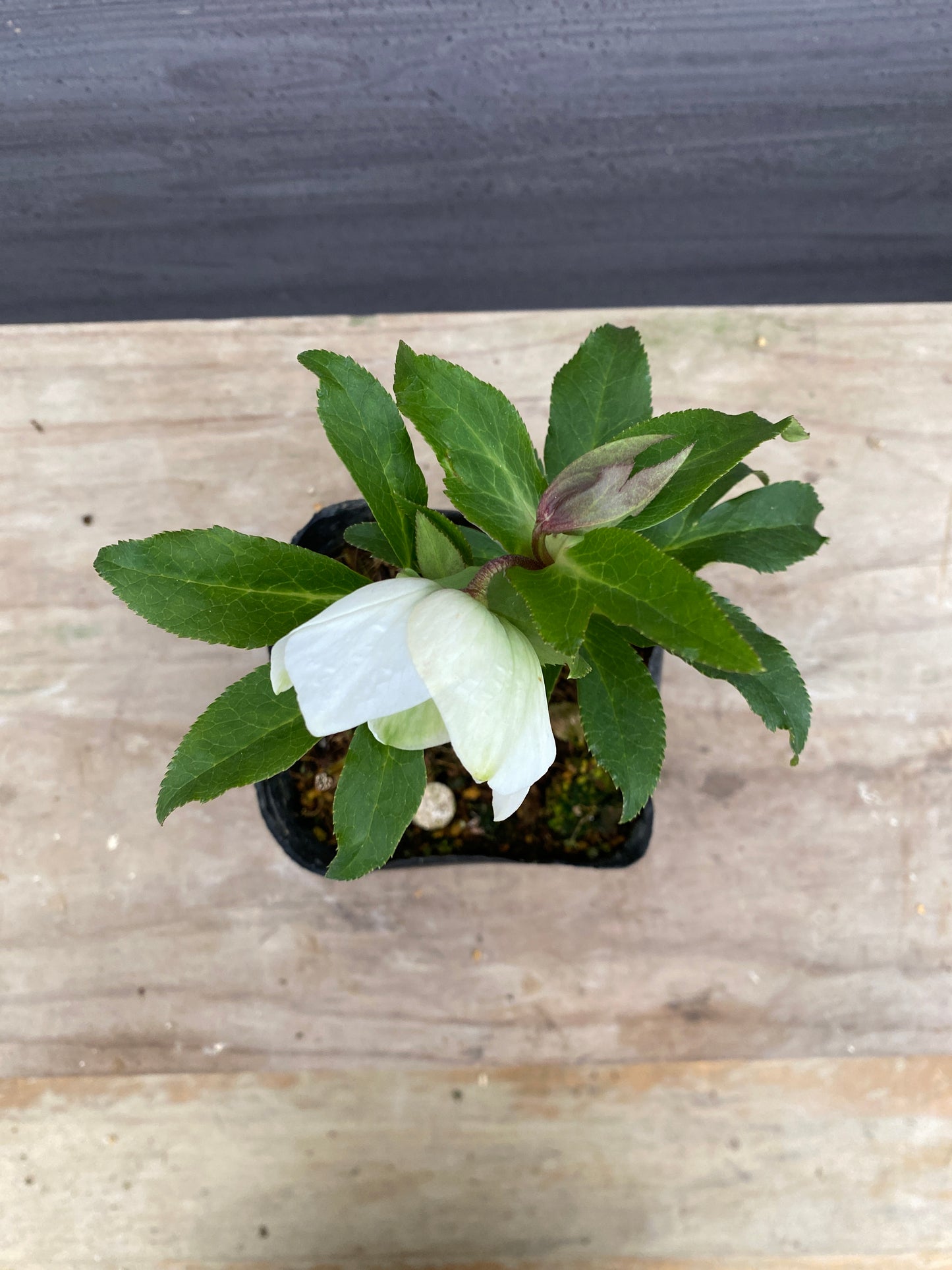 No.05114　横山園芸★クリスマスローズ　プリマドレス　5号苗ポット