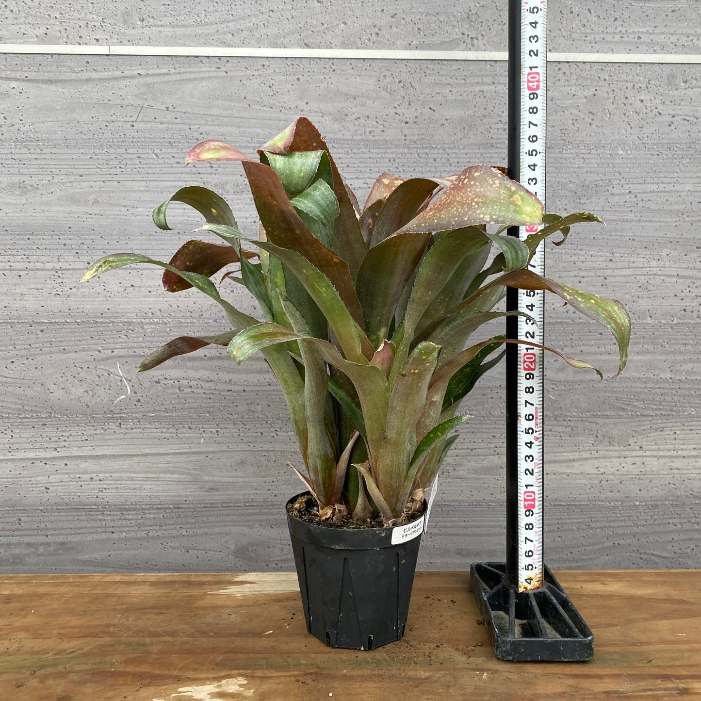 市場仕入れ即売会　No.25027　ビルベルギア　テキーラサンセット　3.5号鉢