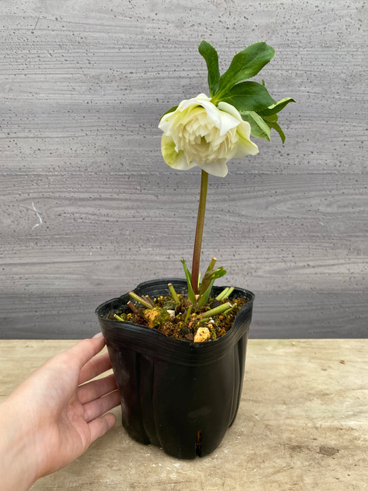 No.05105　横山園芸★クリスマスローズ　プリマドレス　5号苗ポット