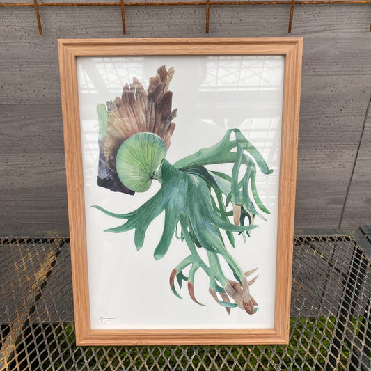ボタニカルアートフレーム コウモリランA