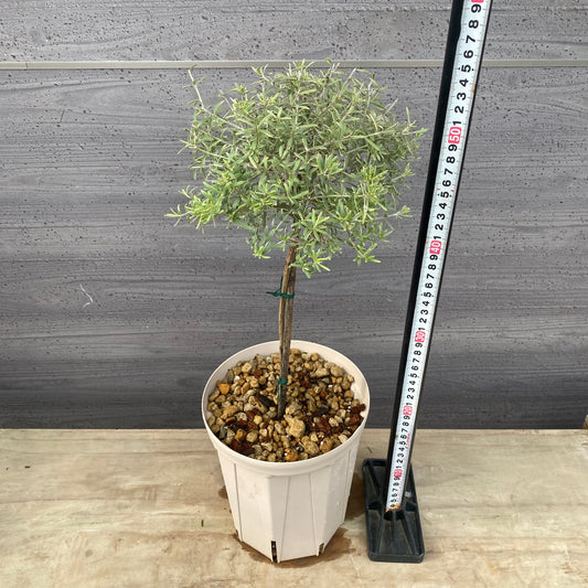 ウエストリンギア　ライムライト　６号スリット鉢/オリジナル色