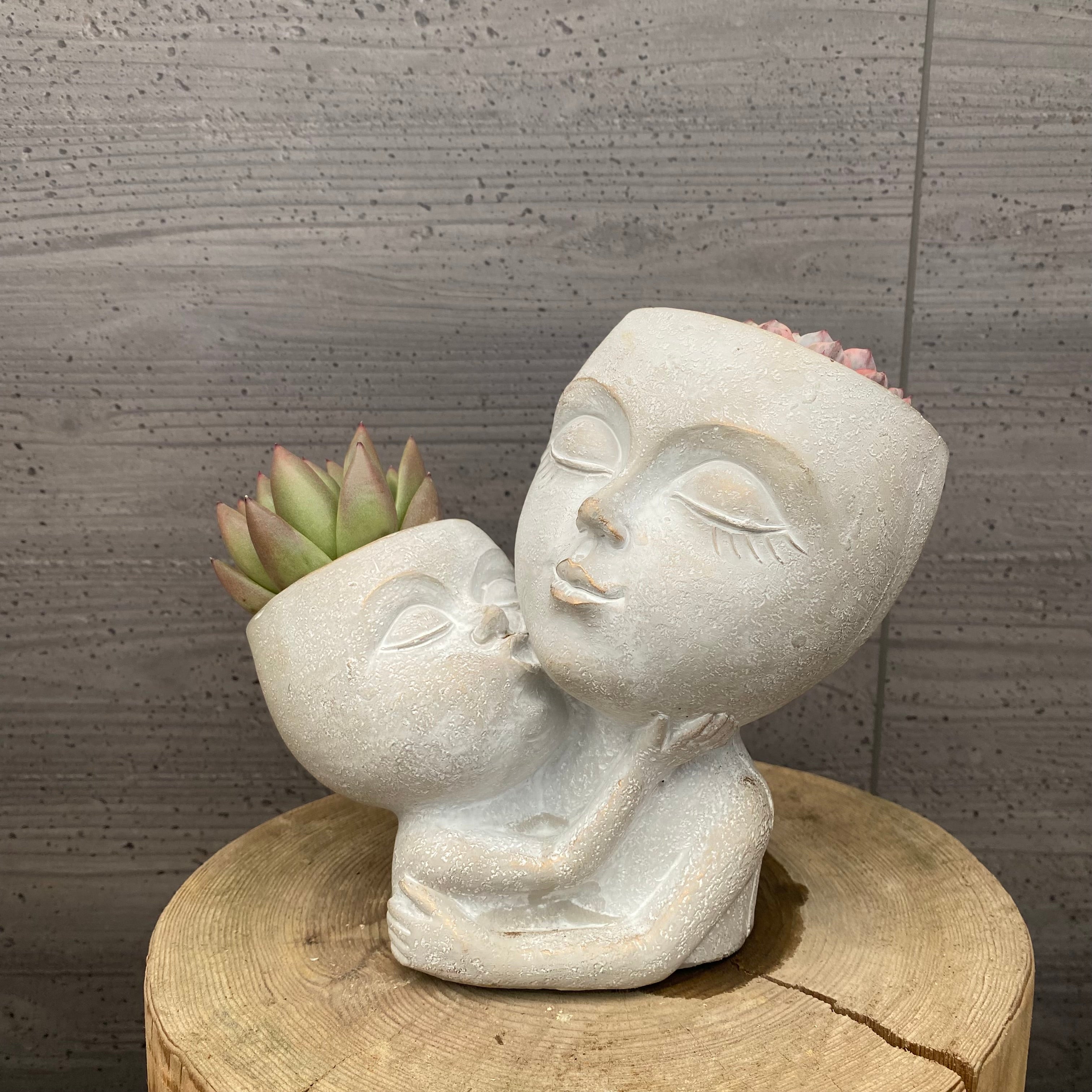 Pickup 全ての商品 – 植物家族