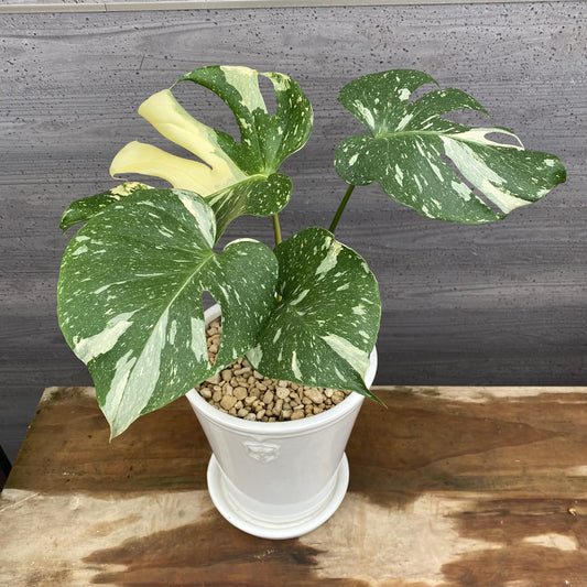 モンステラ　タイコンステレーション　花郷園さんオリジナルポット