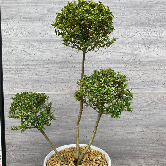 No.19006　キンメツゲ　3本仕立て　ホワイトプラ鉢