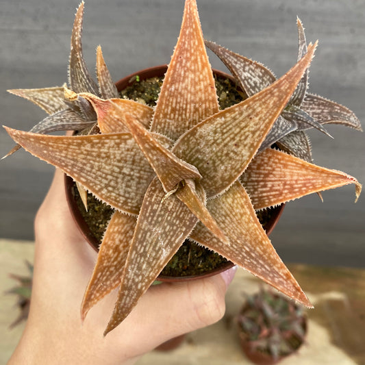 No.08012　アロエ　5個セット　2.5号鉢