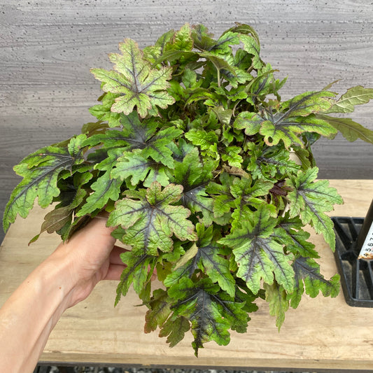 ティアレラ シュガーアンドスパイス 6号オリジナルポット