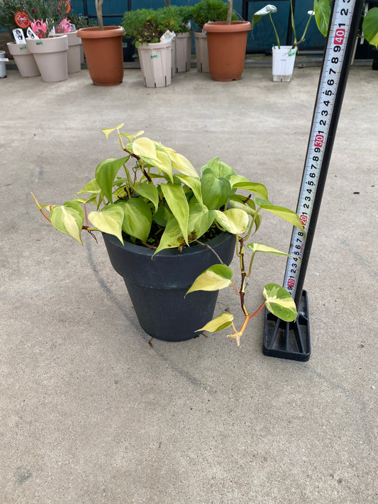 農場創業祭 No.26139　フィロデンドロン　6号おすすめ黒ポット