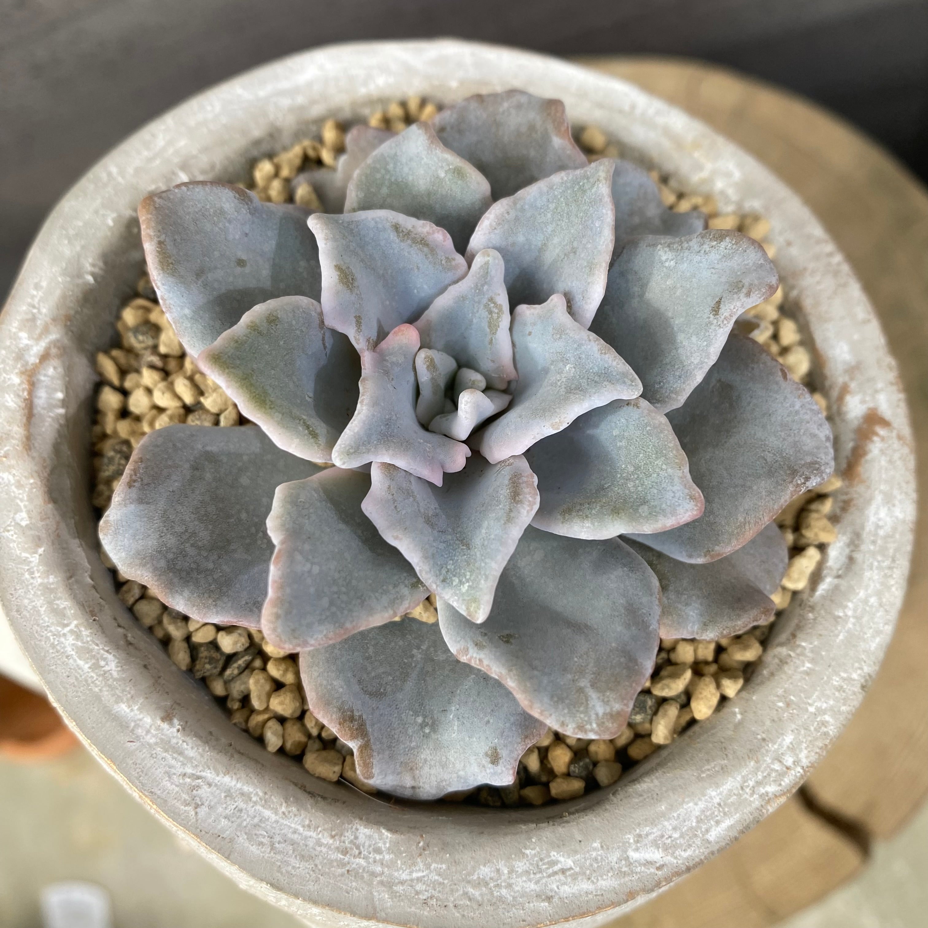 Pickup 全ての商品 – 植物家族