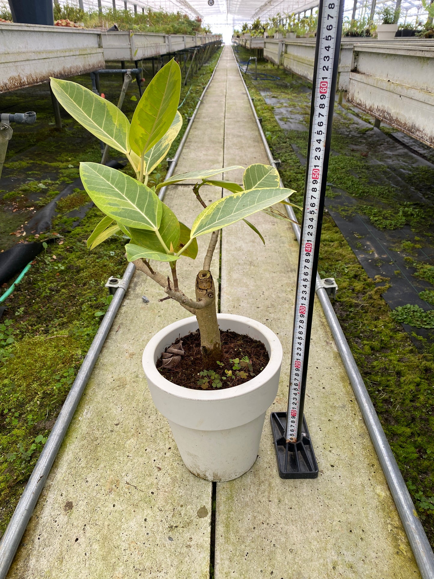 農場創業祭 No.26111　フィカス　アルテシマ　7号おすすめ白ポット