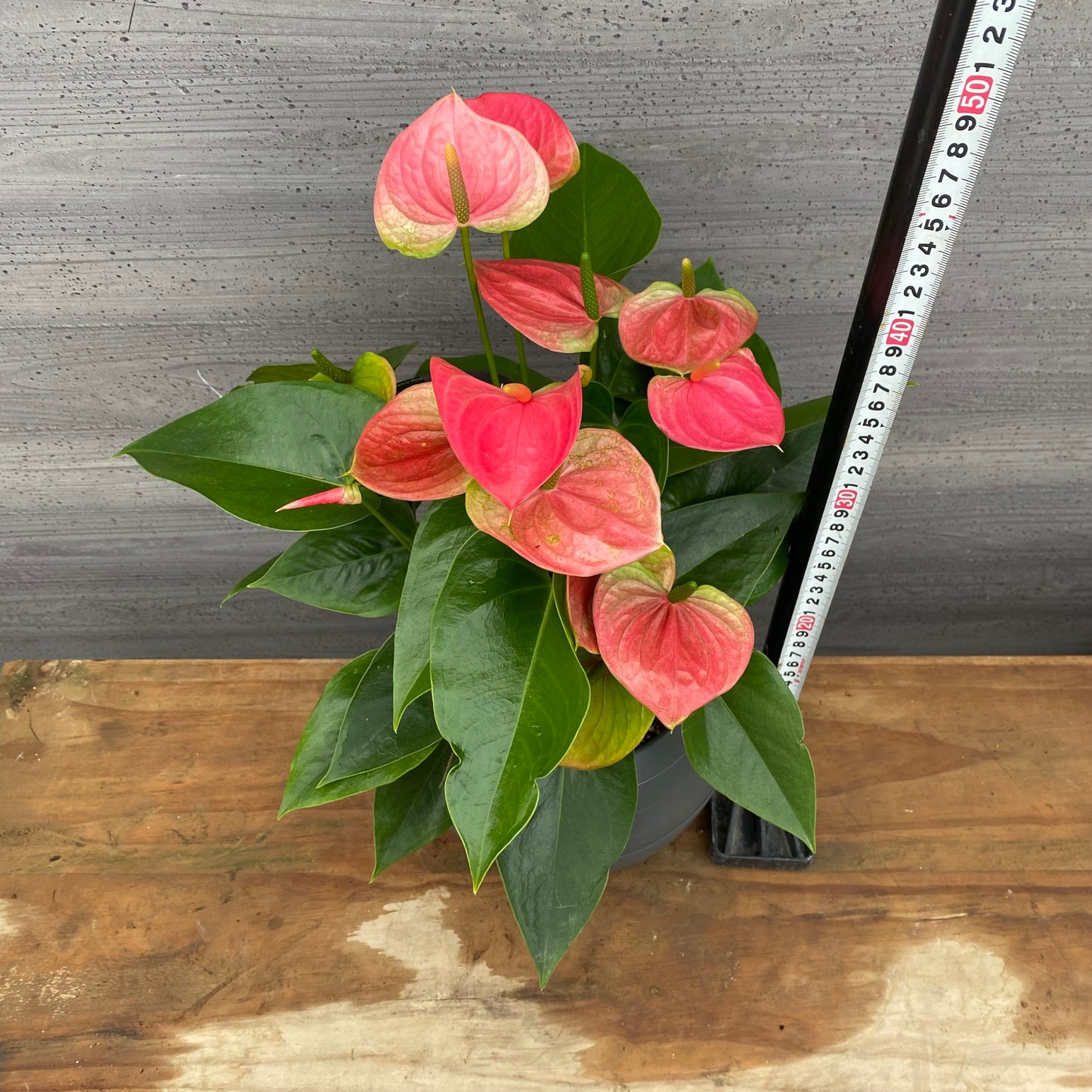 市場仕入れ即売会　No.25050　アンスリウム　7号底面給水鉢　黒