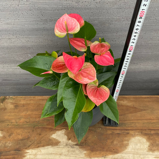 市場仕入れ即売会　No.25050　アンスリウム　7号底面給水鉢　黒