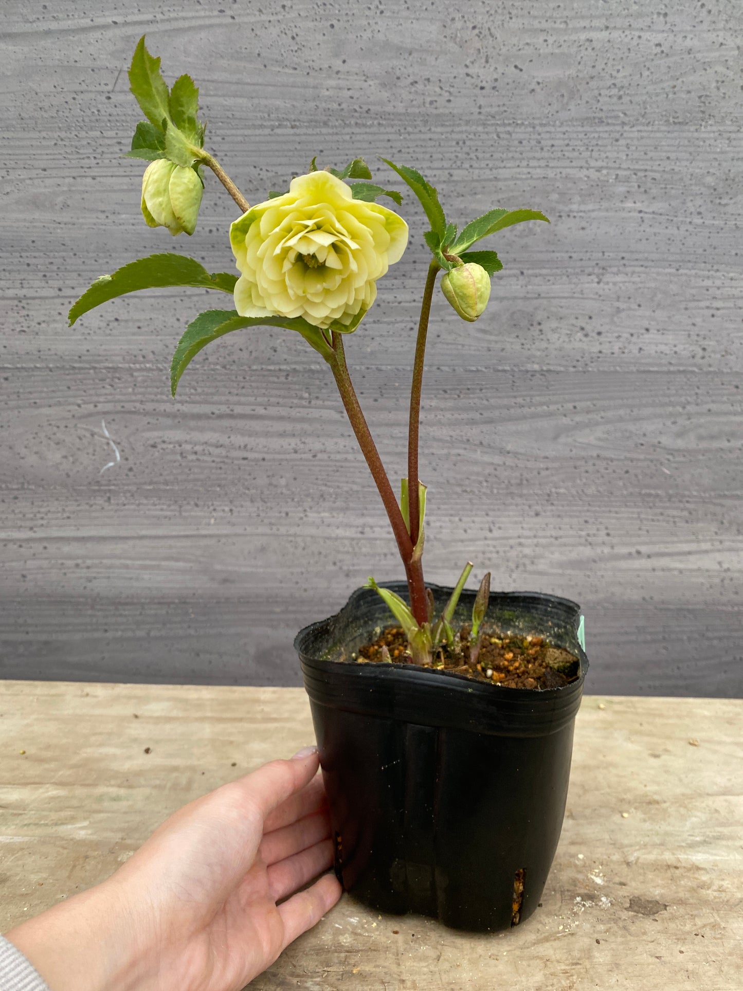 No.05132　横山園芸★クリスマスローズ　プリマドレス　5号苗ポット